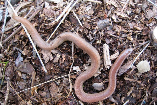 Eastern worm snake: worm or snake?