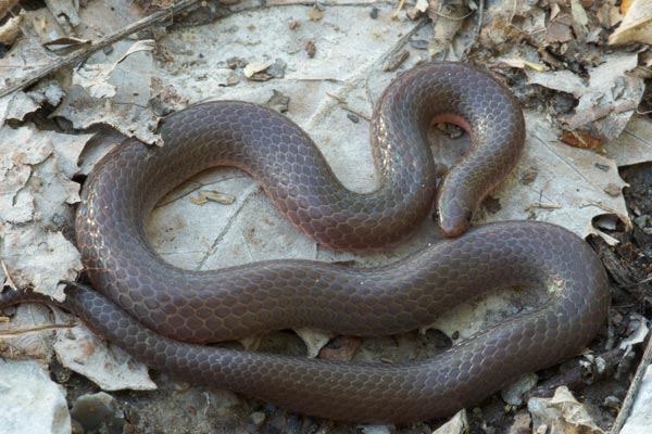 Midwestern Wormsnake (Carphophis amoenus helenae)