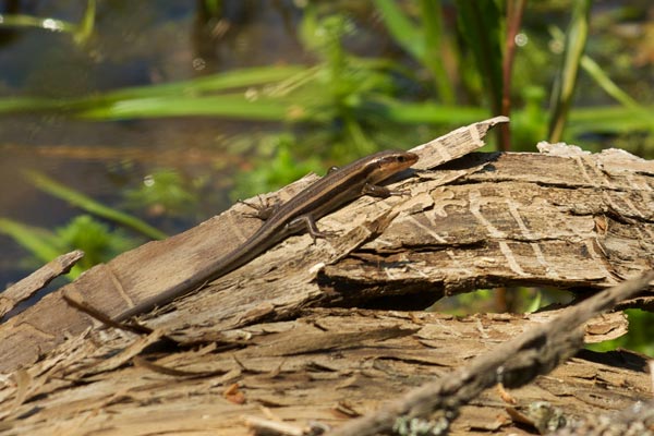 Common Five-lined Skink (Plestiodon fasciatus)