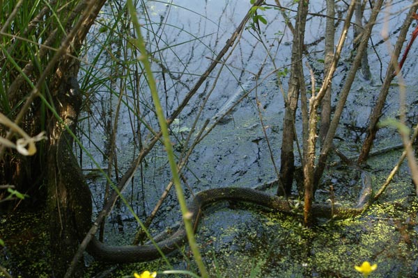 Plain-bellied Watersnake (Nerodia erythrogaster)