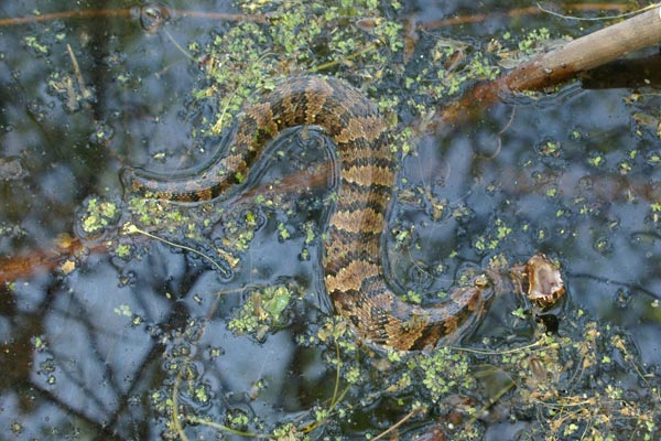 lots of snakes hanging from trees in southern illinois