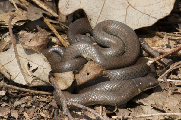 Prairie Ring-necked Snake (Diadophis punctatus arnyi)