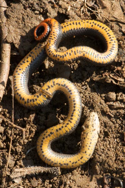 em>DIADOPHIS PUNCTATUS</em> (Ring-necked Snake) - ARMI