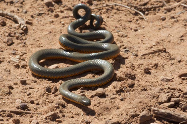 Regal Ring-necked Snake (Diadophis punctatus regalis)