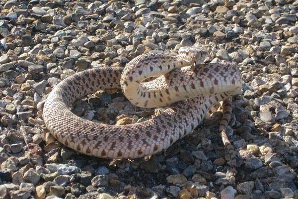 Bullsnake (Pituophis catenifer sayi)