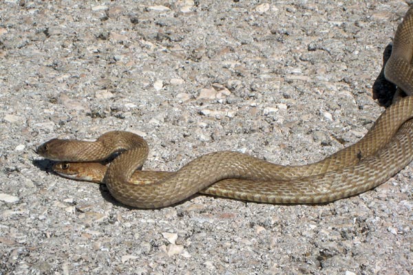 Western Coachwhip (Masticophis flagellum testaceus)