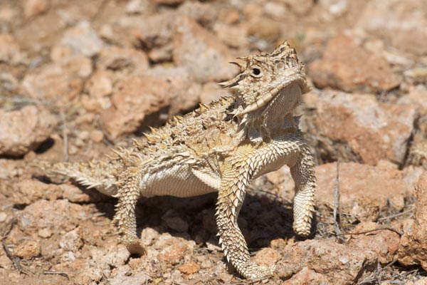 desert horned lizard predators