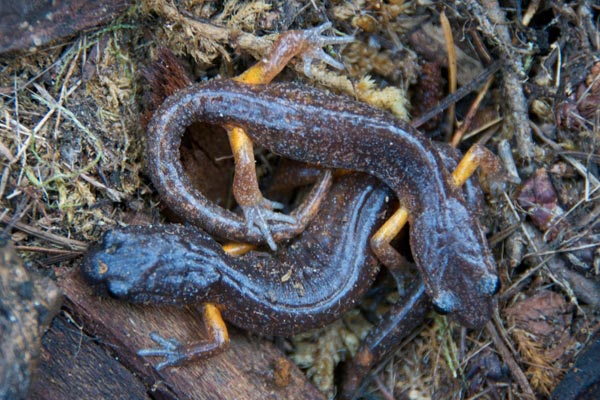 Oregon Ensatina (Ensatina eschscholtzii oregonensis)