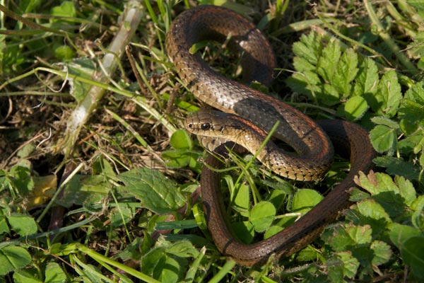 Northwestern Gartersnake (Thamnophis ordinoides)