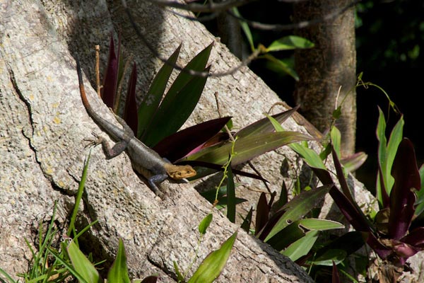 West African Rainbow Lizard (Agama picticauda)