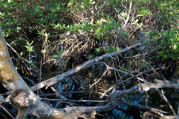 Mangrove Saltmarsh Watersnake (Nerodia clarkii compressicauda)