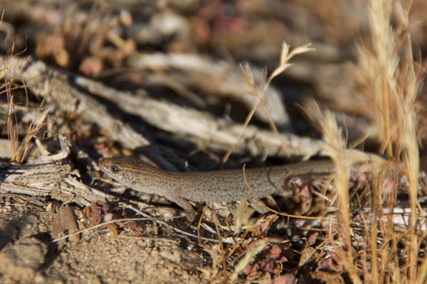 Desert Night Lizard (Xantusia vigilis)