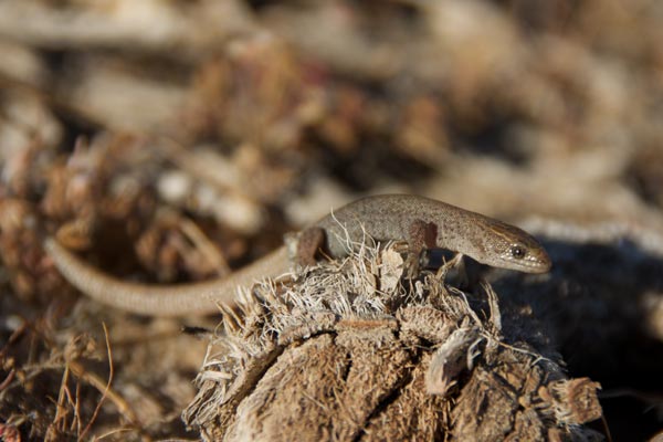 Desert Night Lizard (Xantusia vigilis)