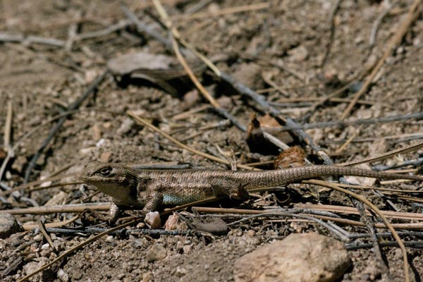Southern Sagebrush Lizard (Sceloporus graciosus vandenburgianus)