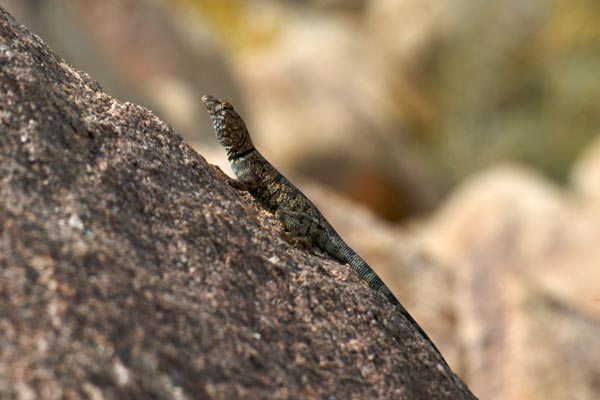 Mearns’s Rock Lizard (Petrosaurus mearnsi)