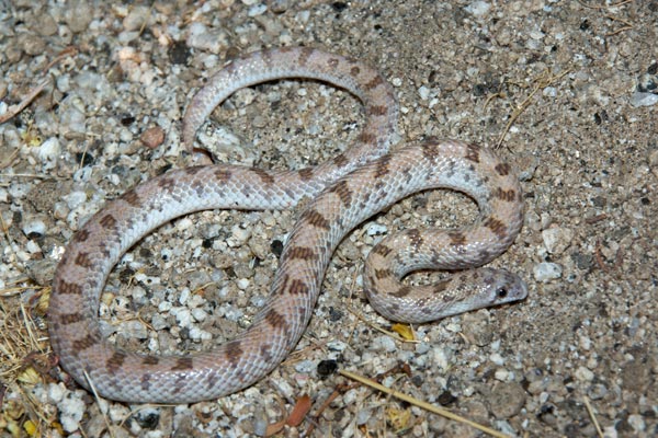 Spotted Leaf-nosed Snake (Phyllorhynchus decurtatus)