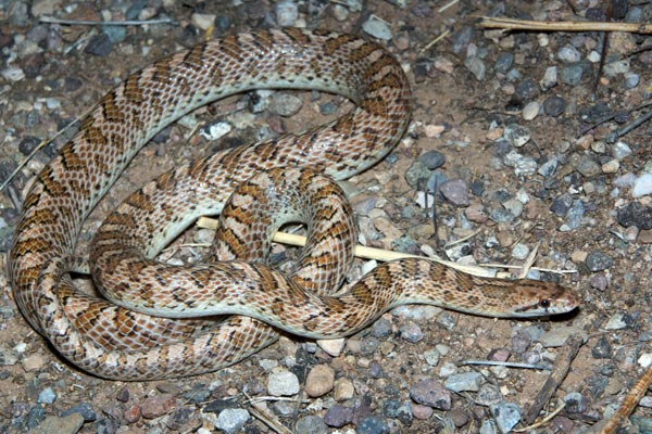 Arizona Glossy Snake (Arizona elegans noctivaga)