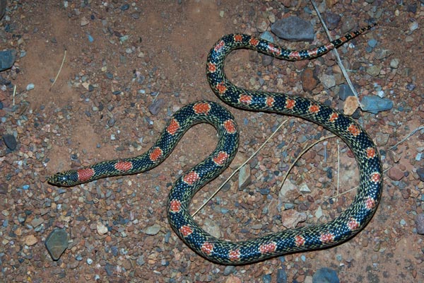 Long-nosed Snake (Rhinocheilus lecontei)