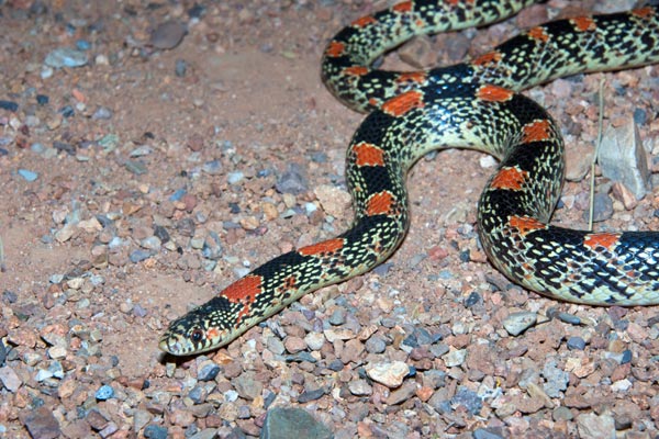 Long-nosed Snake (Rhinocheilus lecontei)