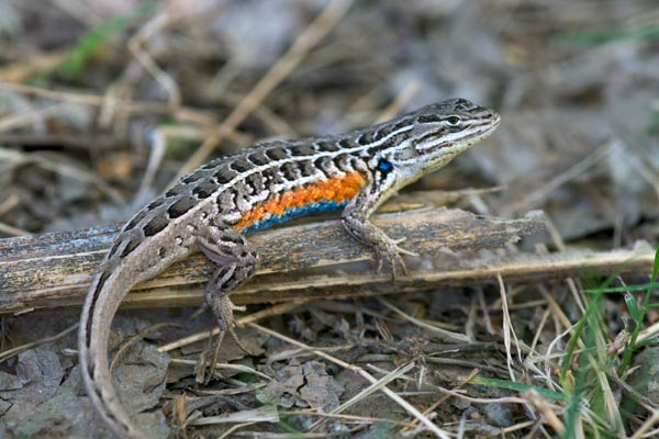 Slevin’s Bunch Grass Lizard (Sceloporus slevini)