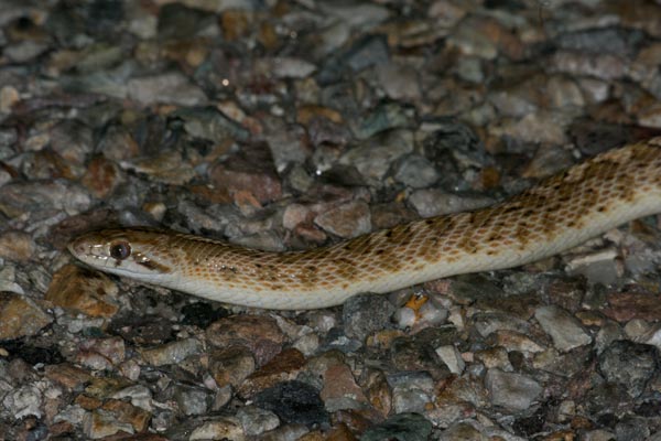 Arizona Glossy Snake (Arizona elegans noctivaga)