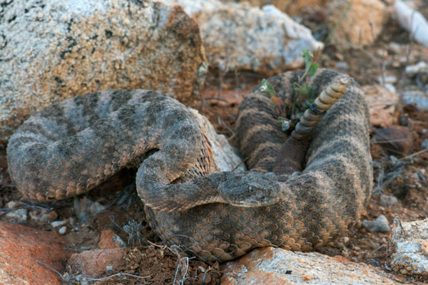 Tiger Rattlesnake (Crotalus tigris)