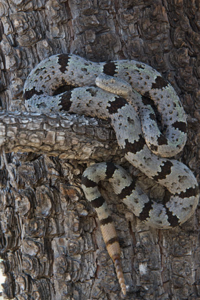 rock rattlesnake