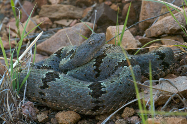 Banded Rock Rattlesnake (Crotalus lepidus klauberi)