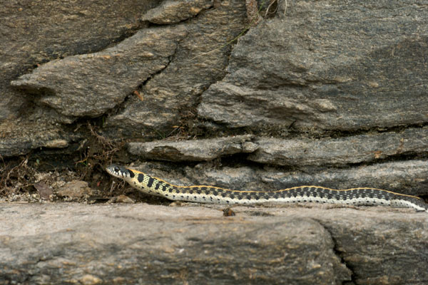 Western Black-necked Gartersnake (Thamnophis cyrtopsis cyrtopsis)