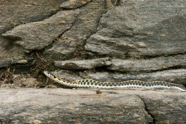 Western Black-necked Gartersnake (Thamnophis cyrtopsis cyrtopsis)