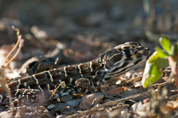 Long-nosed Leopard Lizard (Gambelia wislizenii)