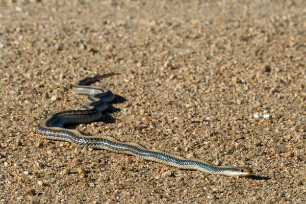 Desert Patch-nosed Snake (Salvadora hexalepis hexalepis)