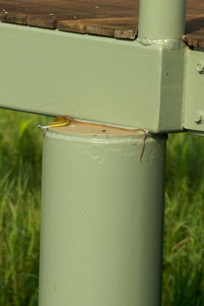 Green Tree Snake (Dendrelaphis punctulatus)