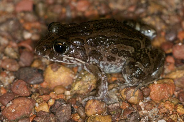 Marbled Frog (Limnodynastes convexiusculus)