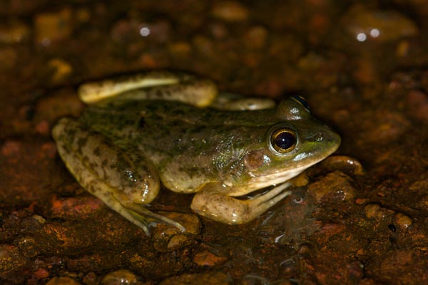 Dahl’s Aquatic Frog (Ranoidea dahlii)