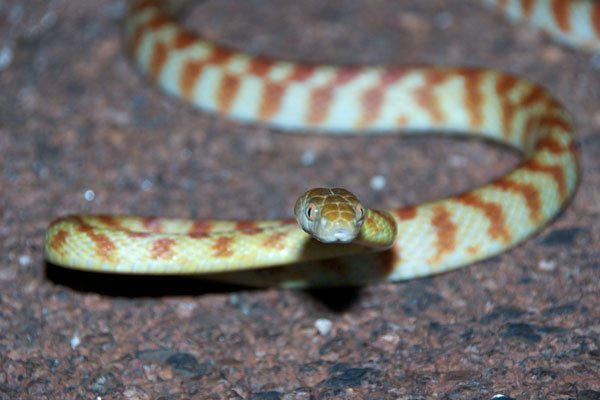 Eastern Brown Tree Snake (Boiga irregularis)