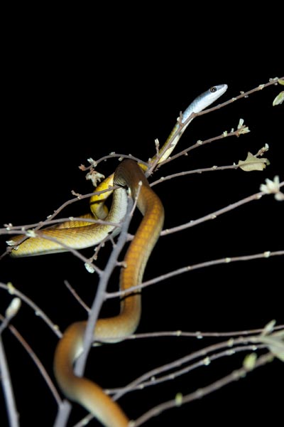 Green Tree Snake (Dendrelaphis punctulatus)