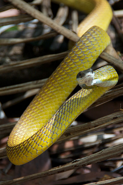 Green Tree Snake (Dendrelaphis punctulatus)