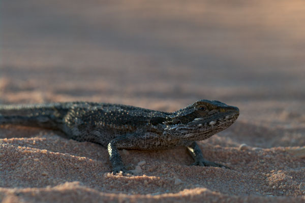 Bearded Dragons - Bush Heritage Australia