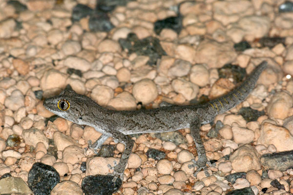 Western Spiny-tailed Gecko (Strophurus strophurus)