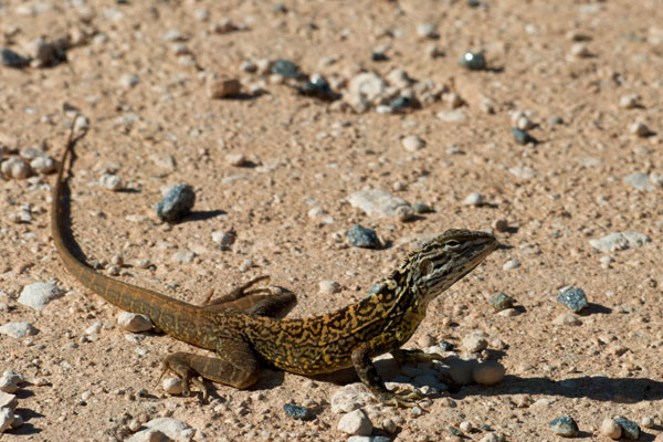 Lozenge-marked Dragon (Ctenophorus scutulatus)