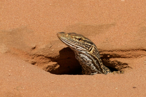 Gould’s Monitor (Varanus gouldii gouldii)