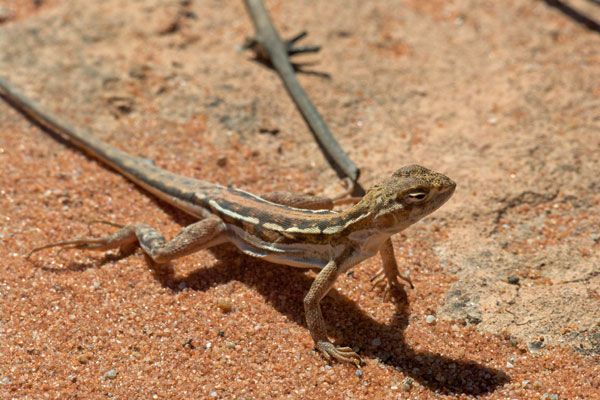 Spotted Military Dragon (Ctenophorus maculatus maculatus)