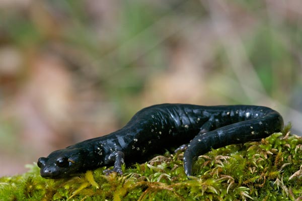 Black Salamander (Aneides flavipunctatus)