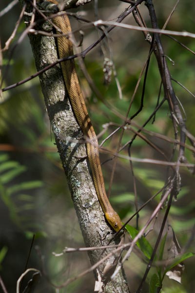Eastern Ratsnake (Pantherophis alleghaniensis)