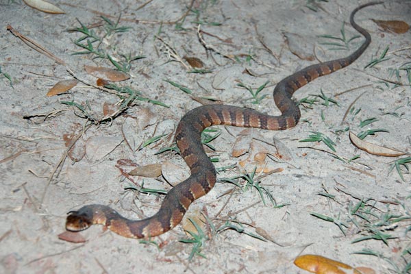 baby banded water snake