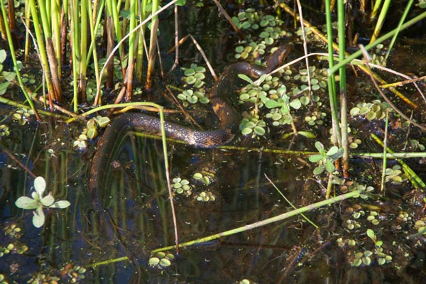 Broad Banded Watersnake (Nerodia fasciata confluens)