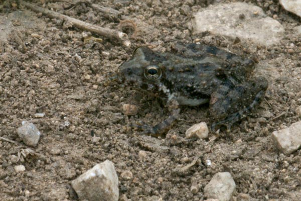 Blanchard’s Cricket Frog (Acris blanchardi)