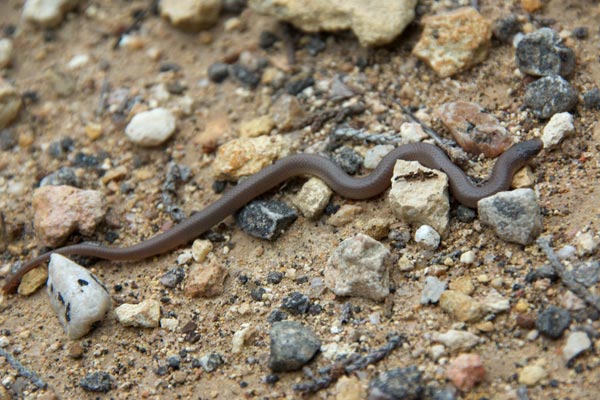 Flat-headed Snake (Tantilla gracilis)