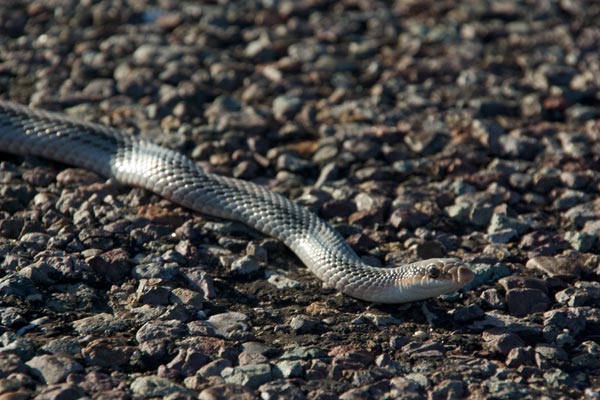 Big Bend Patch-nosed Snake (Salvadora deserticola)